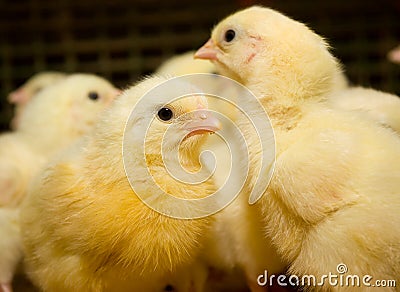 Little yellow ducklings in a cage at the poultry farm Stock Photo