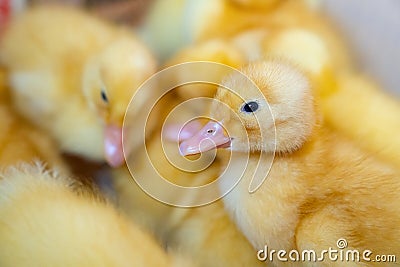 Little yellow ducklings closeup. Stock Photo