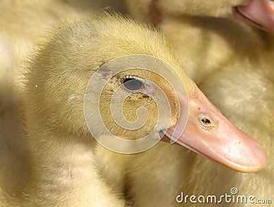 Little yellow ducklings Stock Photo