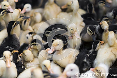 Little yellow ducklings in a farm, Sapa, Lao Cai, Vietnam Stock Photo