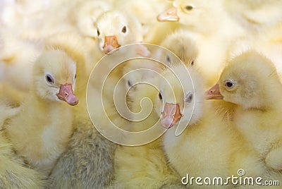 Little yellow ducklings Stock Photo