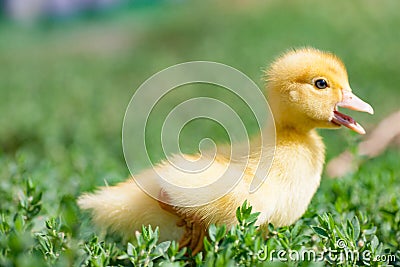 Hand holding newborn baby Muscovy duckling Stock Photo