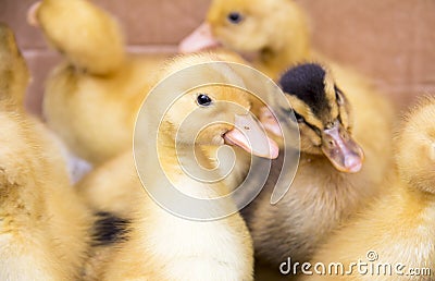 Little yellow ducklings Stock Photo