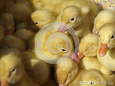 Little yellow ducklings Stock Photo