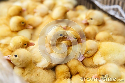 Little yellow ducklings on a poultry farm Stock Photo