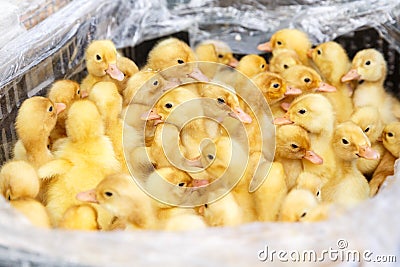 Little yellow ducklings on a poultry farm Stock Photo