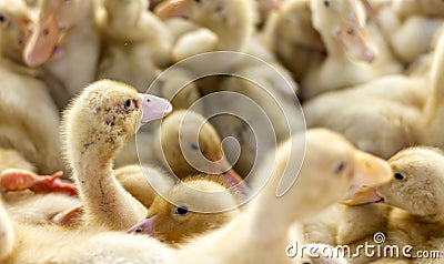 Little yellow ducklings at the bird market Stock Photo