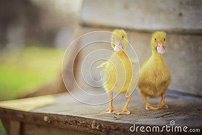 Little yellow ducklings Stock Photo