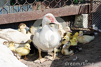 Little yellow ducklings Stock Photo