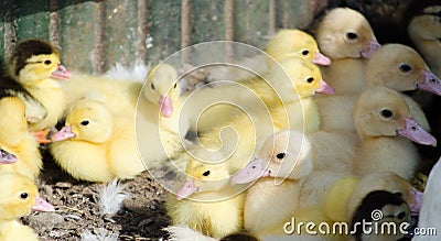 Little yellow ducklings Stock Photo