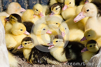 Little yellow ducklings Stock Photo