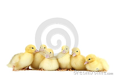 Yellow ducklings Stock Photo