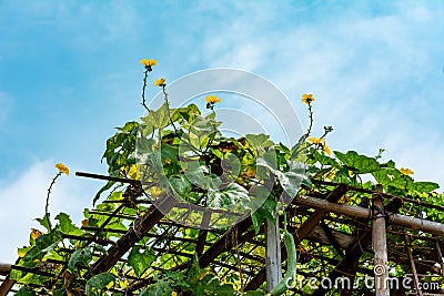 Little yellow flower grow and bloom between wild plant Stock Photo