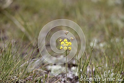 Single yellow flower on the ground Stock Photo