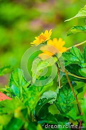 Little yellow flower in nature Stock Photo