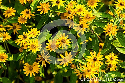 Little Yellow Flower Stock Photo