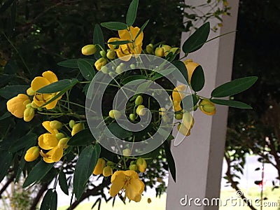 Little yellow flowers Editorial Stock Photo