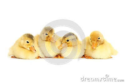 Little yellow fluffy ducklings Stock Photo