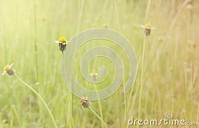 Grass flower closeup in meadow Stock Photo