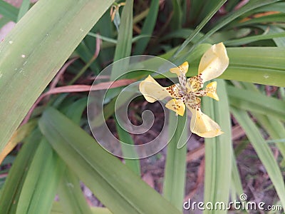 little yellow orchid Stock Photo