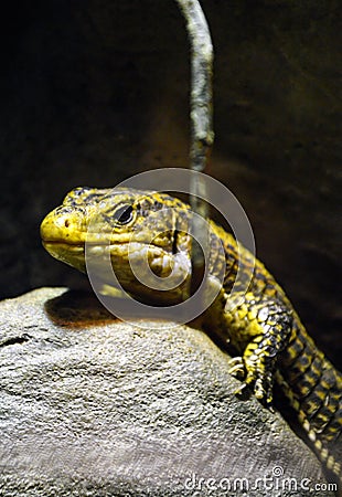 Little yellow reptile on a rock Stock Photo