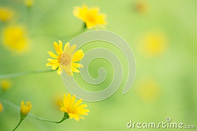 Little yellow star flower Stock Photo