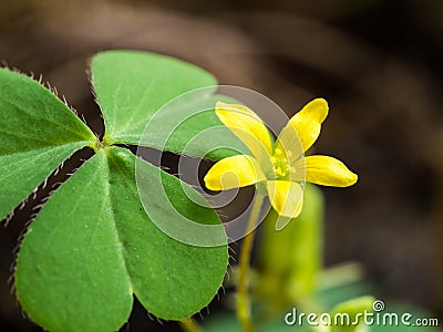 Little Yellow Unwanted Flower Stock Photo