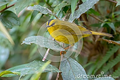 Little yellow warbler perched on a bush branch Stock Photo