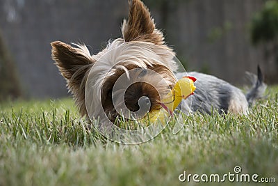 Little yorkshire dog laying on the grass and chewing squeaky chicken toy Stock Photo