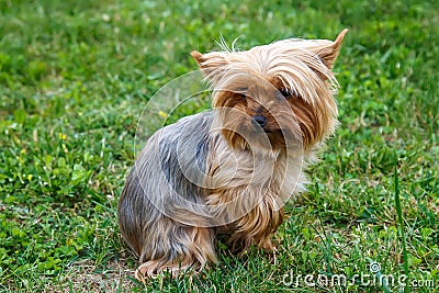 Little Yorkshire Terrier posing an grass. Stock Photo