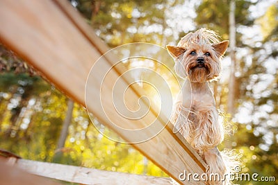Little Yorkshire Terrier posing at the tree at the summer Stock Photo