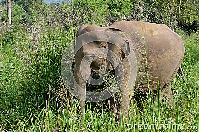 Little young elephant in nature walking in high grass Stock Photo