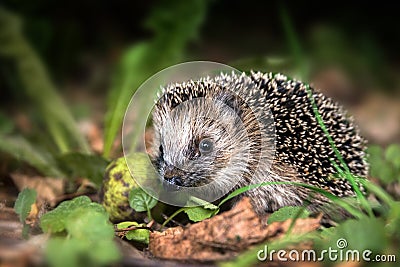 Little young hedgehog (Erinaceus europaeus) in autumn forest loo Stock Photo