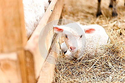 Little young lamb sitting at agriculture farm Stock Photo
