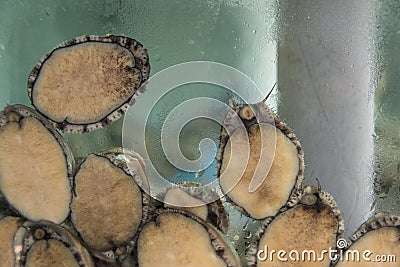 Live Abalone Stock Photo