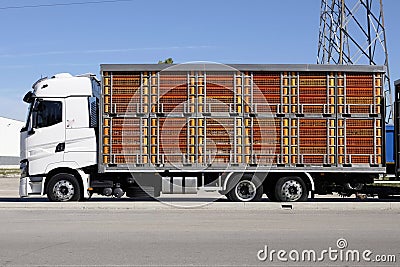 Live animal transport trucks Stock Photo