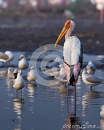 Painted Stork with seagulls. Shot on Nikon d7500 with 200-500 mm. . Exif A: 6.3 S: 10 Stock Photo