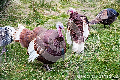 Live Bird Turkeys Stock Photo
