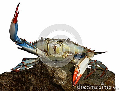 Live blue crab in a fight pose Stock Photo