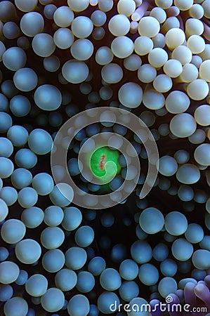 Live caribbean blue and green coral close-up macro Stock Photo