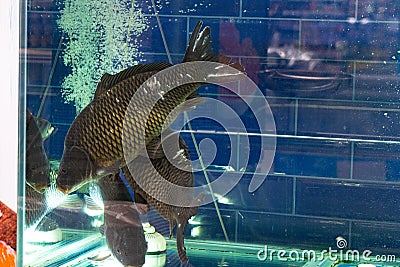 Live Carps In Aquarium In Fish Store. Choice Of Live Fish In Market Stock Photo