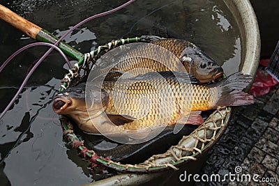 Live carps on sale in Prague, Czech Republic. Stock Photo