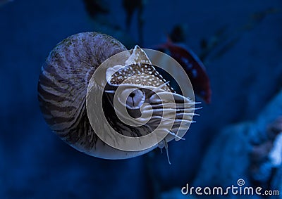 Live chambered nautilus Nautilus pompilius close up in an aquarium Stock Photo