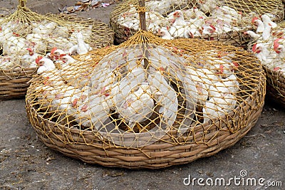 Live chickens for sale on the market in Kolkata Stock Photo