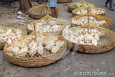 Live chickens for sale on the market in Kolkata Stock Photo