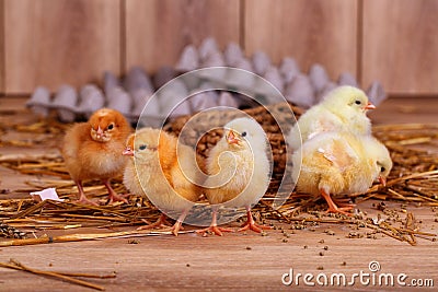 Live chickens on straw Stock Photo