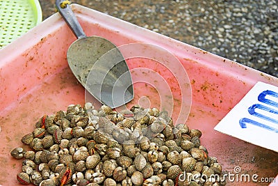 Live cockle in a pink pickup with scoop Stock Photo