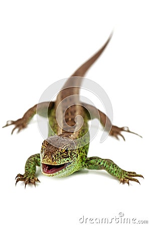 Live common lizard Stock Photo