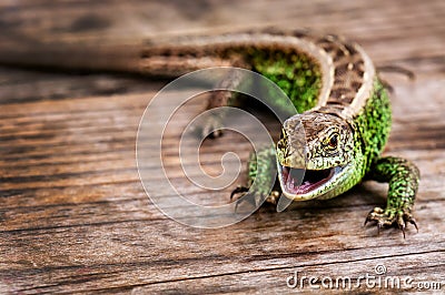 Live common lizard with an open mouth Stock Photo