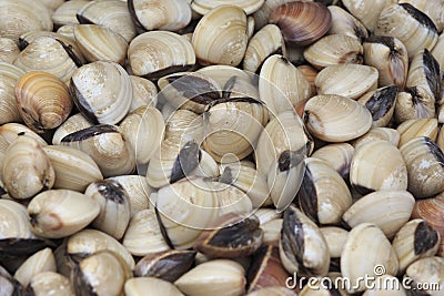 Live Common Orient Clams Stock Photo